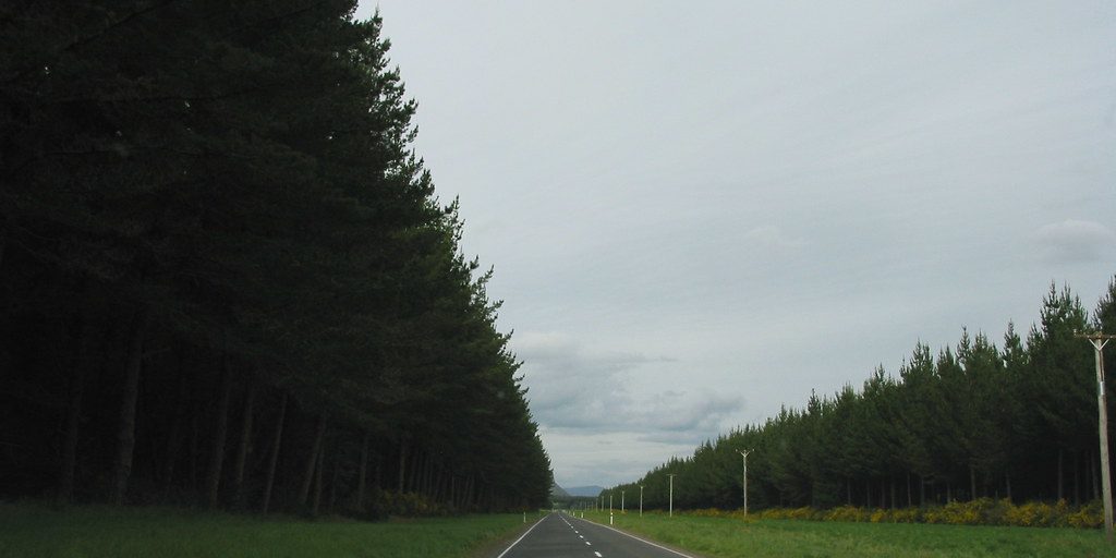 A straight two lane road through pine forest in New Zealand
